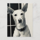 Buscar dogos fotografía Perros