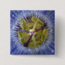 Buscar pasión chapas Flor de pasión