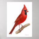 Buscar pájaros rojos posters Aves silvestres