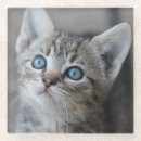 Buscar gatitos posavasos Animal