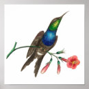 Buscar néctar arte Colibrí