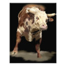 Buscar toro del rodeo posters Toros
