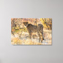 Buscar gato salvaje lienzos Guepardo