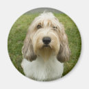 Buscar griffon imanes Lindo