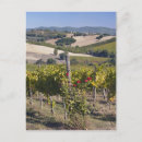Buscar campo agrícola postales Cultivo