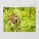 Buscar guepardo postales General y unisex
