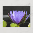 Buscar nymphaea postales Lirios