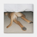 Buscar cama imanes Animal
