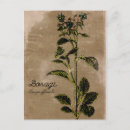 Buscar herb postales Planta