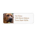 Buscar ridgeback Perros