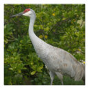 Buscar grúa del sandhill posters Pájaro