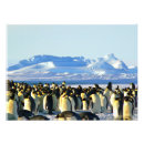 Buscar pingüinos lindos posters Pájaro