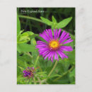 Buscar aster postales Mariposa
