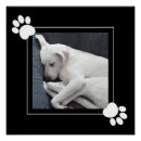 Buscar perro blanco posters General y unisex
