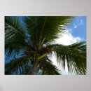 Buscar árbol de coco posters Naturaleza