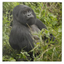 Buscar volcán azulejos Bosque