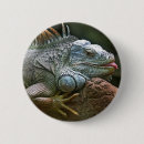Buscar iguana chapas Animal