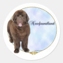 Buscar perro de terranova pegatinas Novato