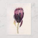 Buscar protea postales Acuarela