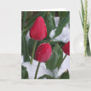 Buscar tulipanes tarjetas Rosa