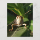Buscar saltamontes verde postales Vida silvestre