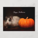 Buscar oreo postales Para todos
