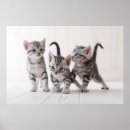 Buscar pelo del gato posters Animales lindos