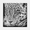 Buscar jaguar imanes Gran gato
