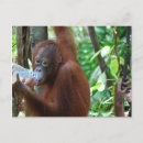 Buscar gran mono postales Primate