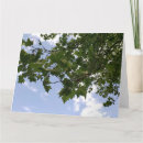 Buscar árbol de arce General y unisex