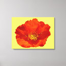 Buscar flor roja lienzos Naturaleza