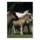 Buscar potro de la yegua postales Foto