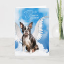 Buscar boston terrier pet Para todos