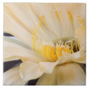 Buscar cactus amarillos azulejos Naturaleza