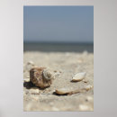 Buscar seashells posters Naturaleza