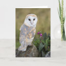 Buscar lechuzas comunes tarjetas Para todos