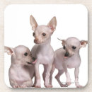 Buscar pelo animal posavasos Perro