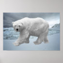 Buscar bears posters Polar bear