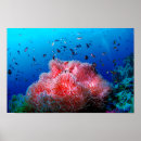 Buscar anémonas de mar posters Coral