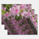 Buscar azaleas papel de regalo Naturaleza