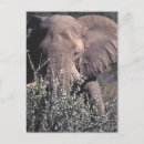 Buscar namibia postales Elefante