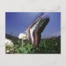 Buscar parte del cuerpo animal postales Vista lateral