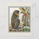Buscar mandrill África