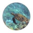 Buscar tortuga tablas cortar Agua