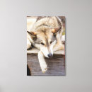 Buscar exterior lienzos 6 º estadía