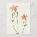 Buscar indio norteamericano postales Para todos