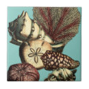 Buscar turquesa azulejos Pez estrella