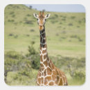 Buscar kenia pegatinas Mirar la cámara