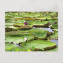 Buscar amazonas postales Río