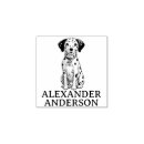 Buscar dalmacia postales Perros